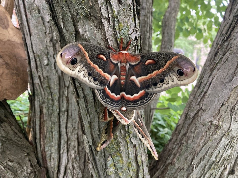 A cecropia moth.