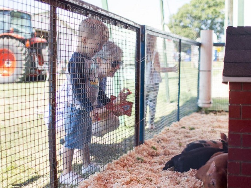 Attendees at a past Stoughton Fair visit some piglets.