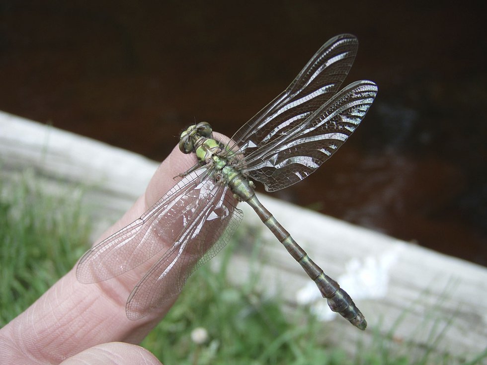 Environment-Boreal-Snaketail-Finger_crDarrenBush-08012024.jpg