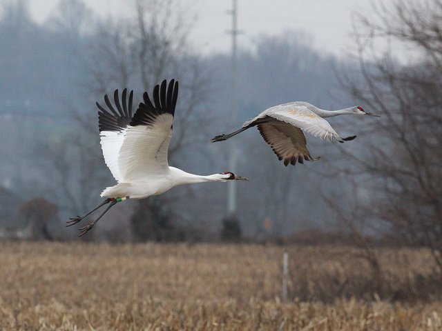 News-Sandhill-Cranes_crCurtisCarman_InternationalCraneFoundation-08022024.jpg