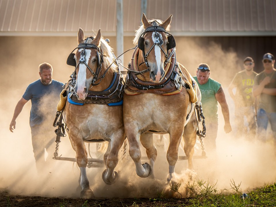 Horses stir up some dust.