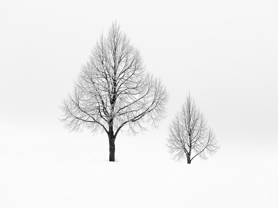 Two trees in a winter landscape.