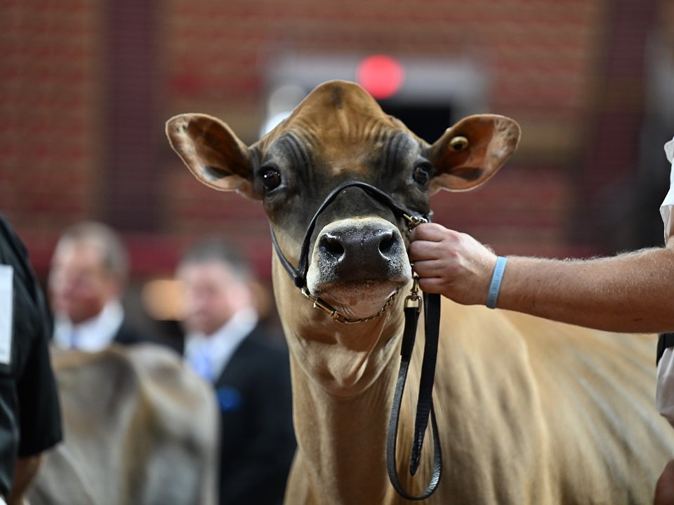 A bovine star of a past World Dairy Expo.