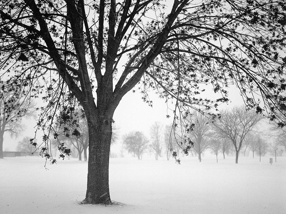 A black and white image of a tree during winter.