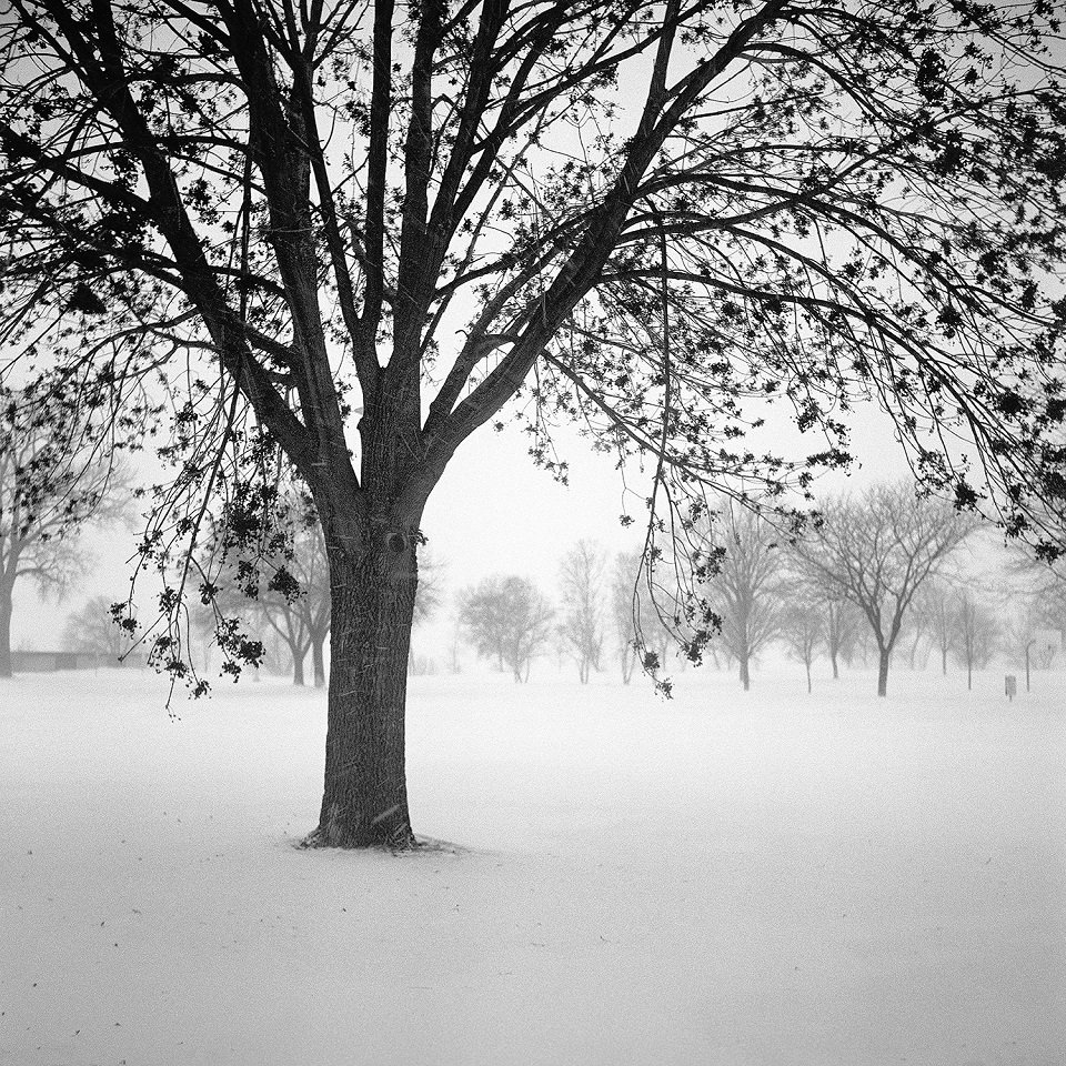 A black and white image of a tree in winter.