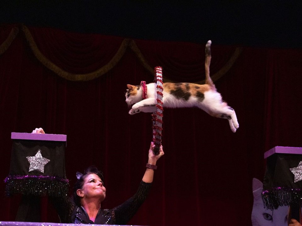 The Amazing Acro-Cats in performance.