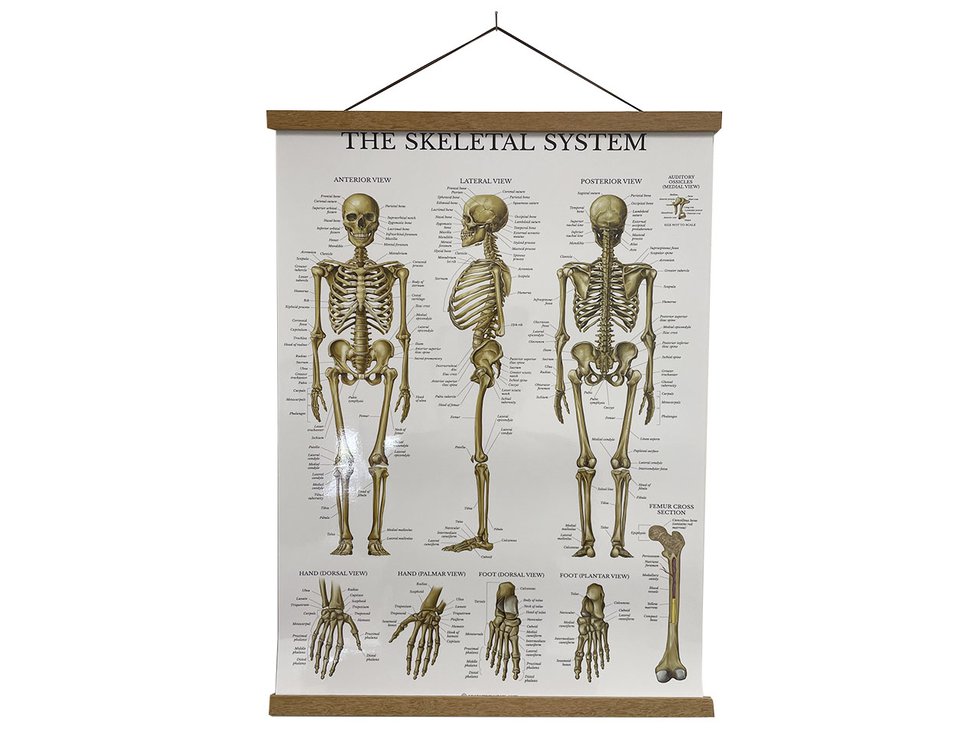 An anatomical poster of the human skeleton system.