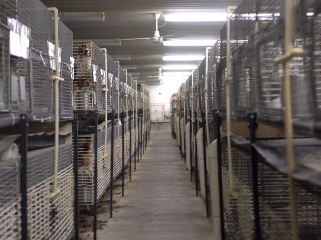 Beagles in cages at Ridglan Farms.